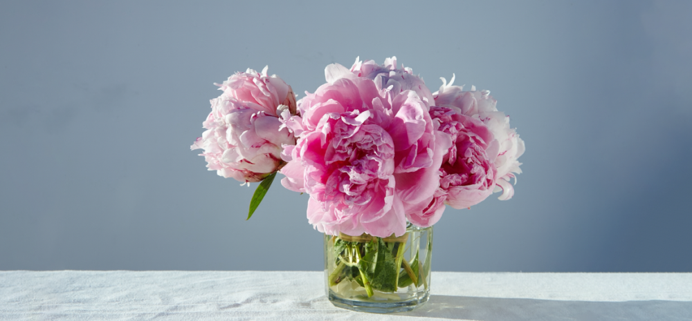 Как правильно ухаживать за пионами весной